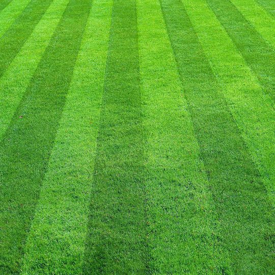 lawn stripes